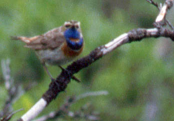 Blaukehlchen