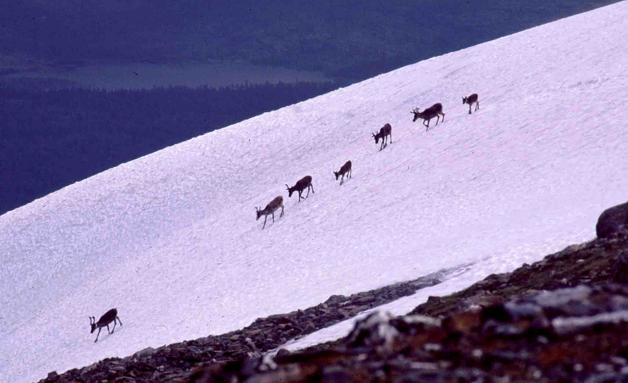 Säkok